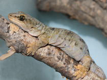 Hoplodactylus maculatus kleine Form